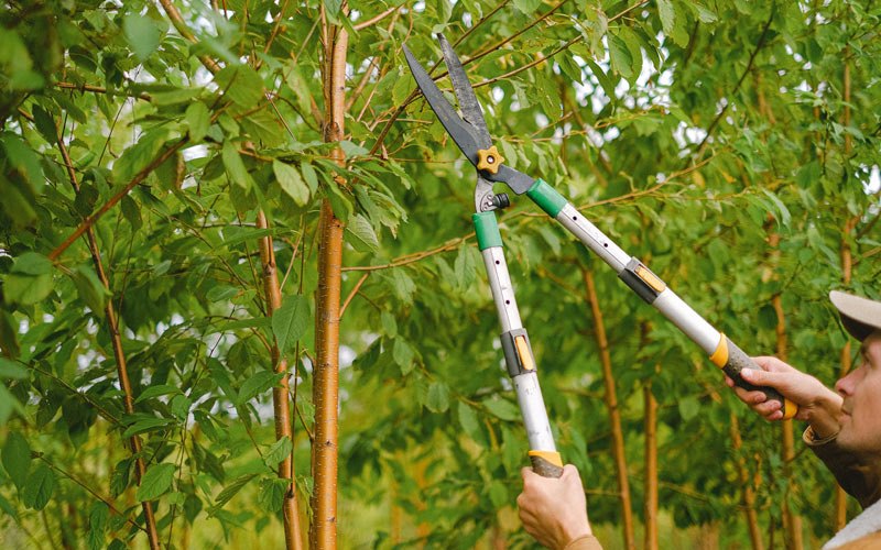 Tree trimming in Taswell, IN